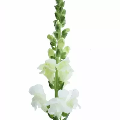 Antirrhinum MAJUS ANIMATION WIT