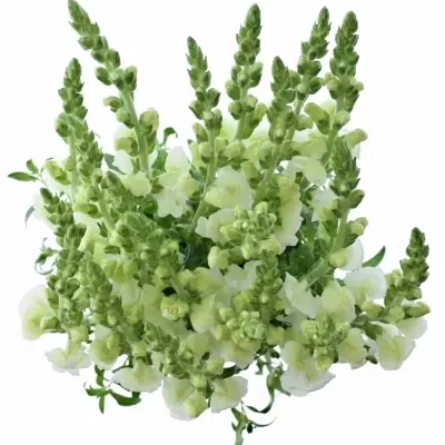 Antirrhinum MAJUS ANIMATION WIT