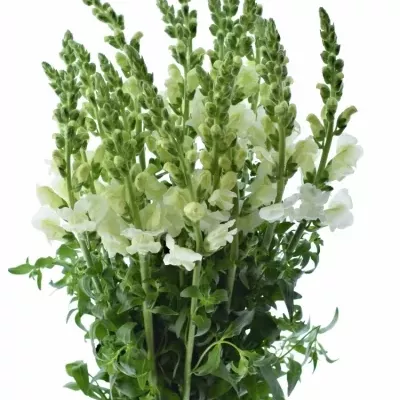 Antirrhinum MAJUS ANIMATION WIT