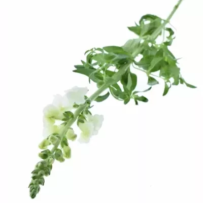 Antirrhinum MAJUS ANIMATION WIT