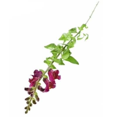 Antirrhinum MAJUS ANTIBES RED