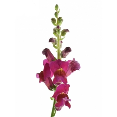 Antirrhinum MAJUS ANTIBES RED