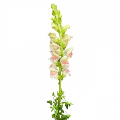 Antirrhinum MAJUS MARYLAND PLUMBLOSSOM