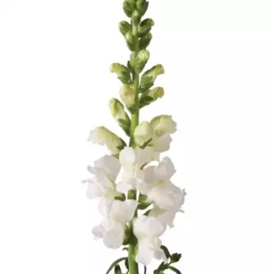 Antirrhinum MAJUS MONACO WHITE