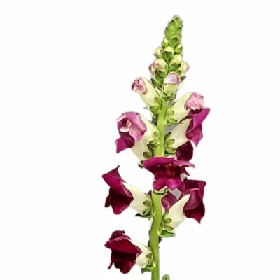 Antirrhinum MAJUS RED DELILAH