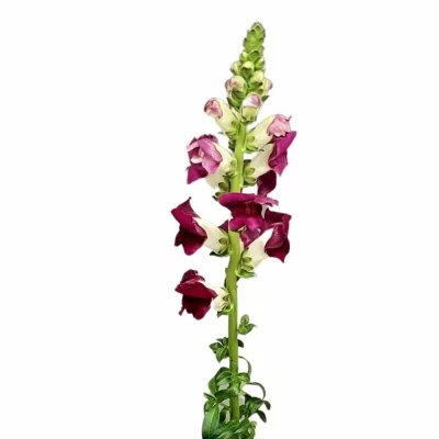 Antirrhinum MAJUS RED DELILAH