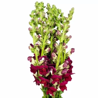 Antirrhinum MAJUS RED DELILAH