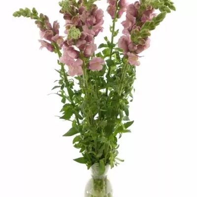 ANTIRRHINUM MARYLAND LAVENDER