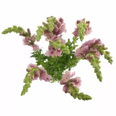 ANTIRRHINUM MARYLAND LAVENDER