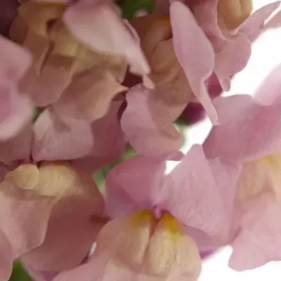 ANTIRRHINUM MARYLAND LAVENDER