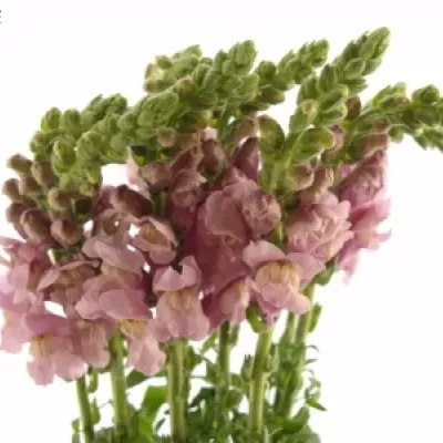 ANTIRRHINUM MARYLAND LAVENDER