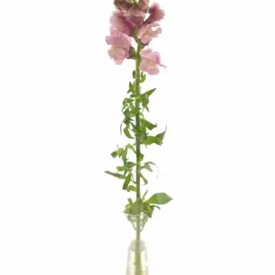 ANTIRRHINUM MARYLAND LAVENDER