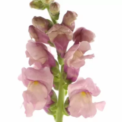 ANTIRRHINUM MARYLAND LAVENDER