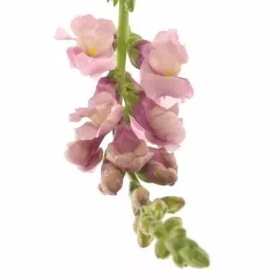 ANTIRRHINUM MARYLAND LAVENDER