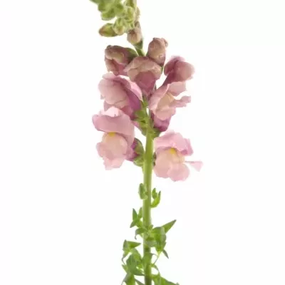 ANTIRRHINUM MARYLAND LAVENDER