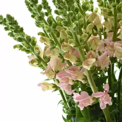 ANTIRRHINUM MARYLAND PINK 80cm