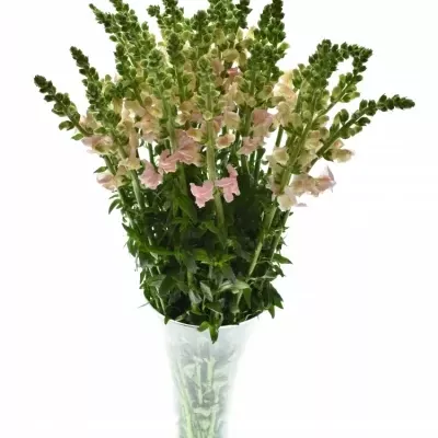 ANTIRRHINUM MARYLAND PINK 80cm