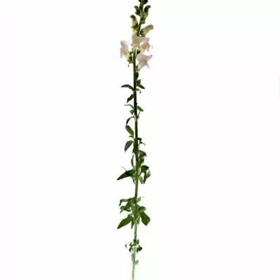 ANTIRRHINUM MARYLAND PINK 80cm