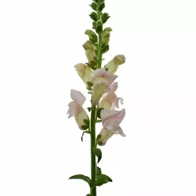 ANTIRRHINUM MARYLAND PINK 80cm