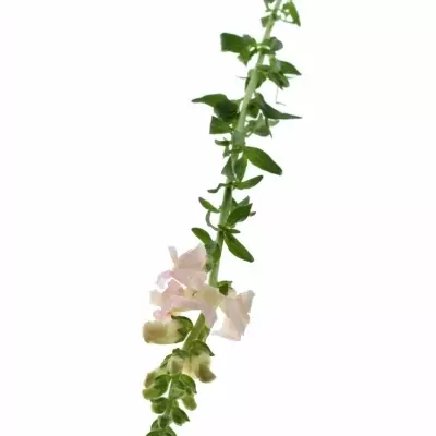 ANTIRRHINUM MARYLAND PINK 80cm