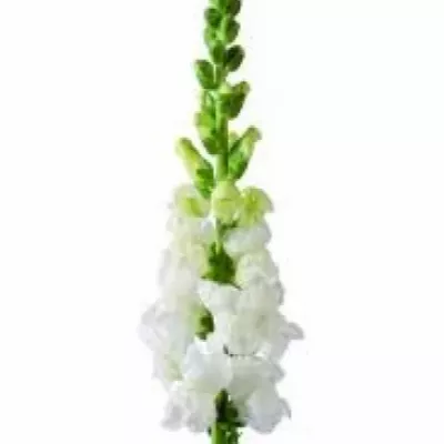 Antirrhinum MARYLAND WHITE