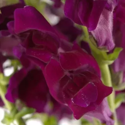 ANTIRRHINUM MONACO RED