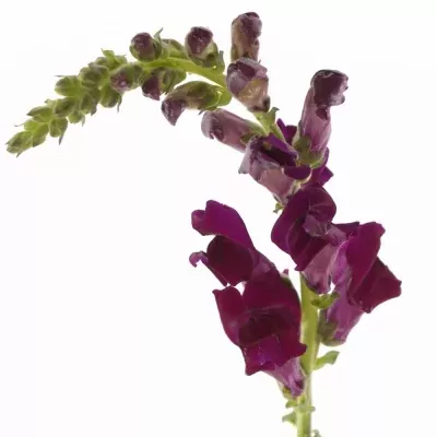 ANTIRRHINUM MONACO RED