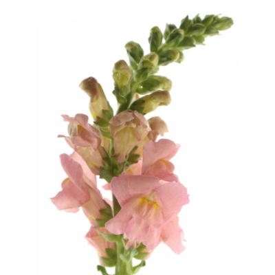 ANTIRRHINUM OPUS PINK