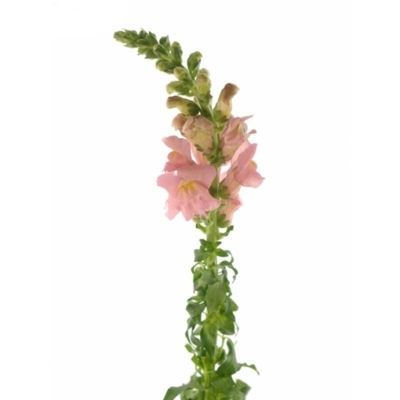 ANTIRRHINUM OPUS PINK