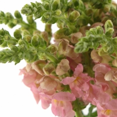 ANTIRRHINUM OPUS PINK