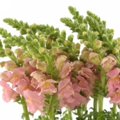 ANTIRRHINUM OPUS PINK