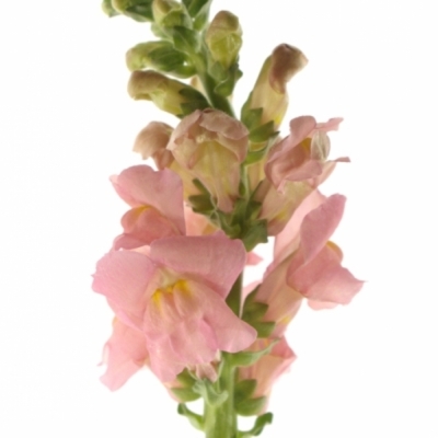 ANTIRRHINUM OPUS PINK