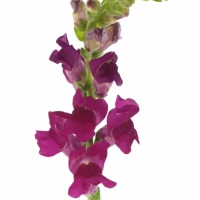 ANTIRRHINUM OPUS RED