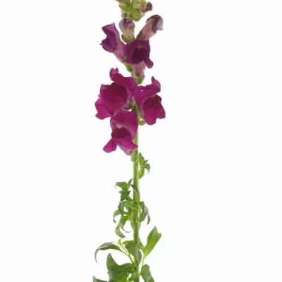 ANTIRRHINUM OPUS RED