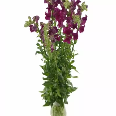 ANTIRRHINUM OPUS RED