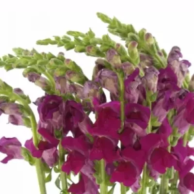 ANTIRRHINUM OPUS RED