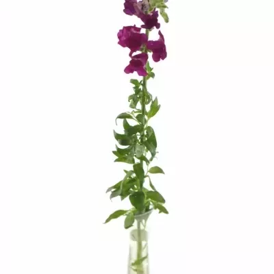 ANTIRRHINUM OPUS RED