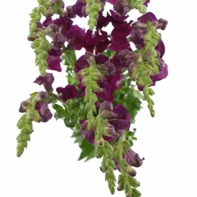 ANTIRRHINUM OPUS RED