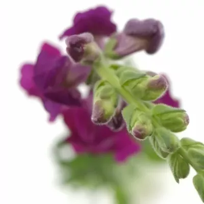 ANTIRRHINUM OPUS RED