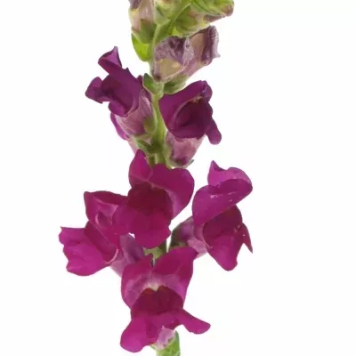 ANTIRRHINUM OPUS RED