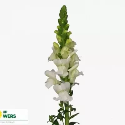 Antirrhinum ORLEANS WHITE IMP