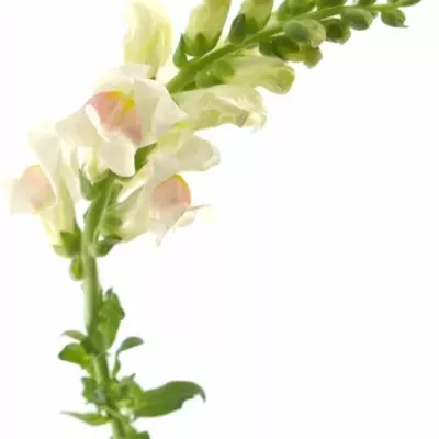 ANTIRRHINUM POTOMAC APPLEBLOSSOM