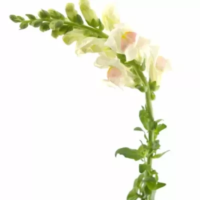 ANTIRRHINUM POTOMAC APPLEBLOSSOM