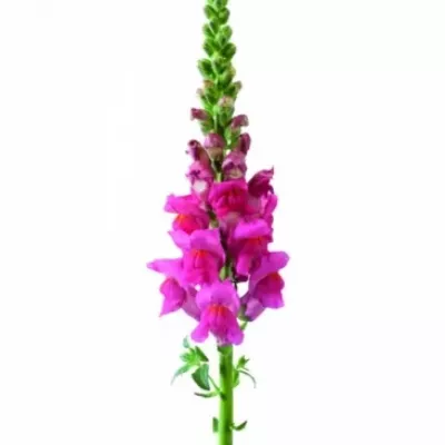 Antirrhinum POTOMAC CHERRY ROSE