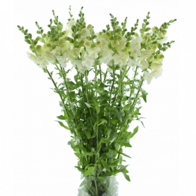 ANTIRRHINUM POTOMAC IVORY WHITE