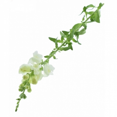 ANTIRRHINUM POTOMAC IVORY WHITE