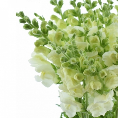 ANTIRRHINUM POTOMAC IVORY WHITE