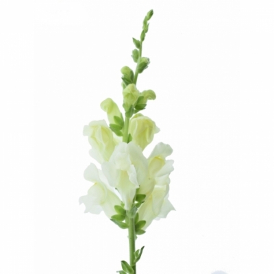 ANTIRRHINUM POTOMAC IVORY WHITE