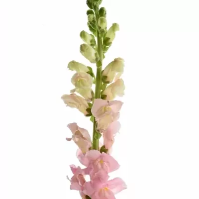 Antirrhinum POTOMAC PINK