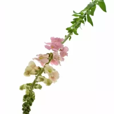 Antirrhinum POTOMAC PINK